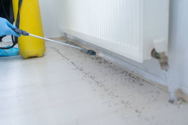 Best Wasp Removal Services  in Oakland, CA